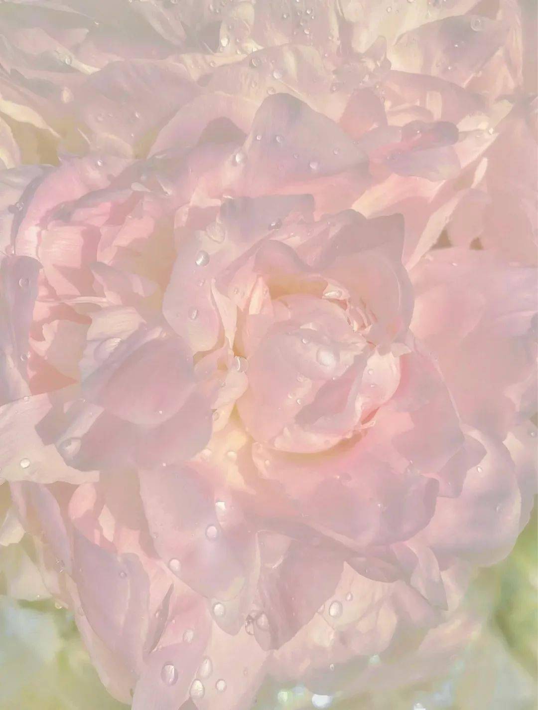 粉色|梦幻七夕，我和粉色香水有个约会！