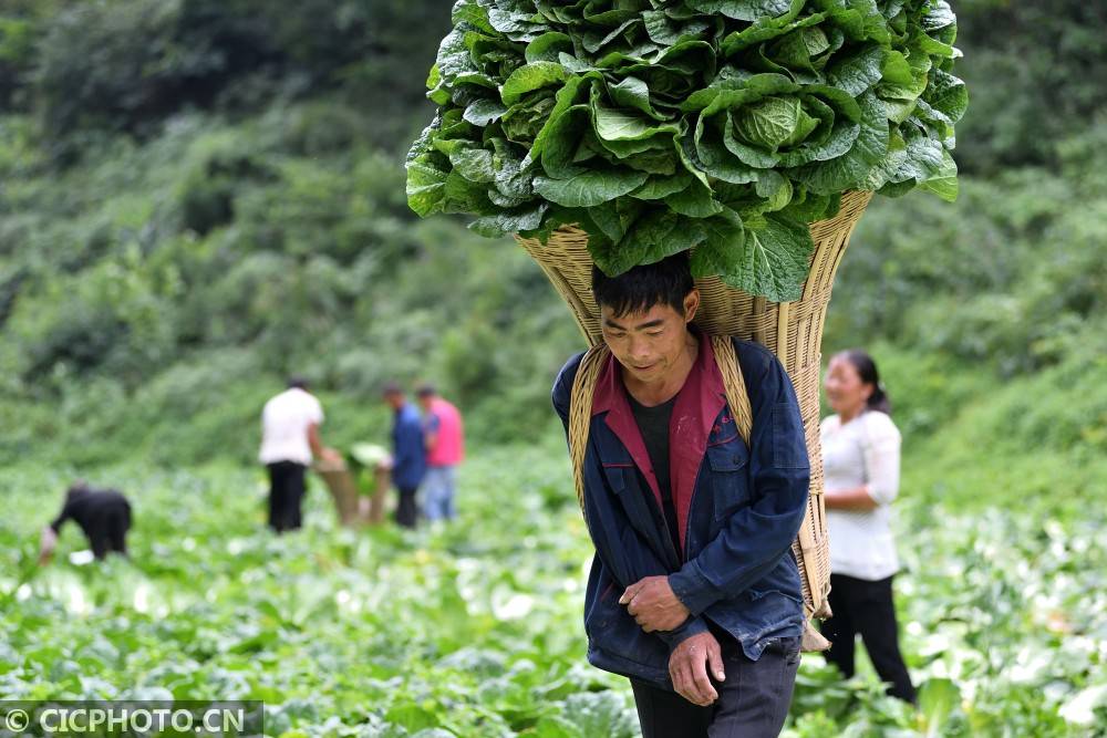 湖北保康高山蔬菜助农增收脱贫