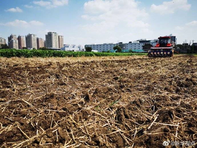 咦？中国最珍贵麦田为啥种了大豆