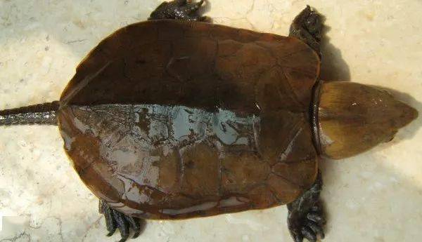 中国10大最名贵的乌龟