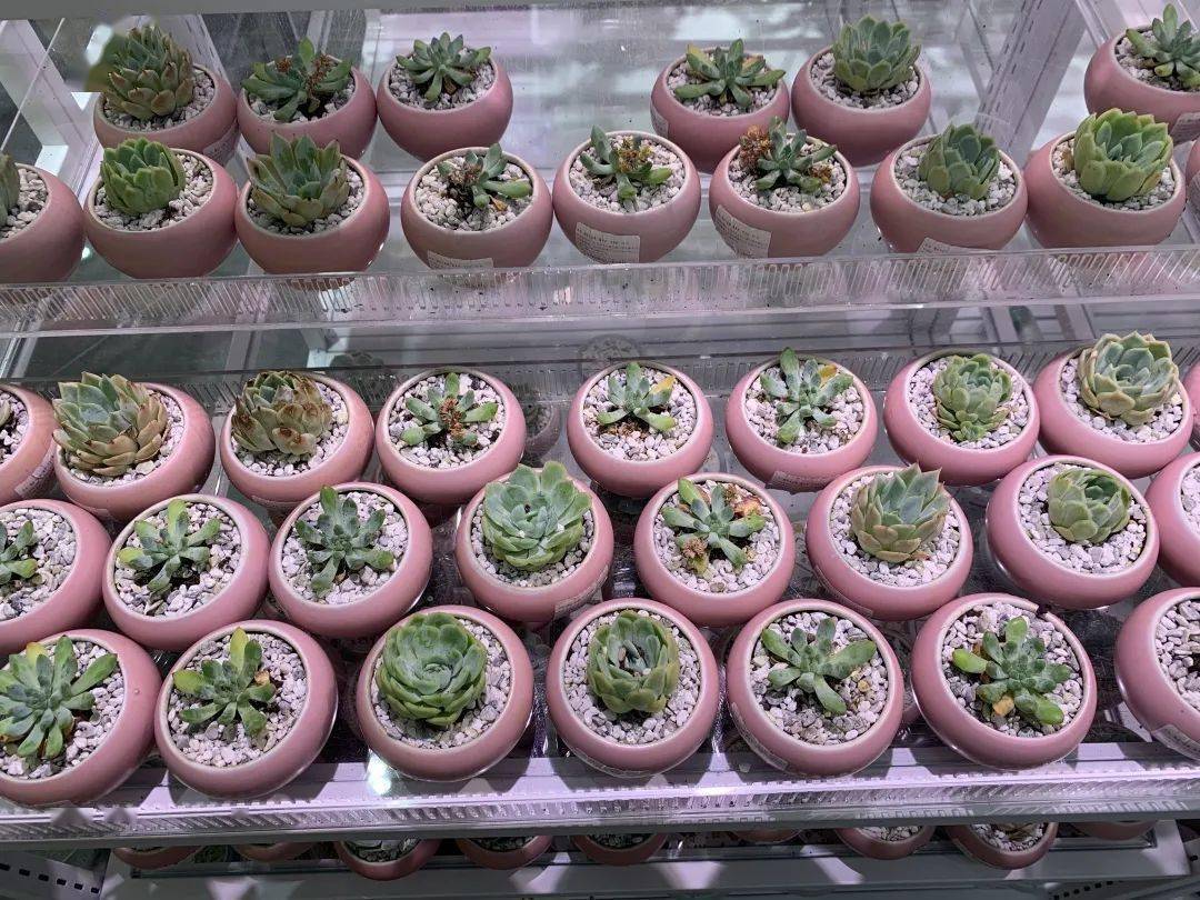 参考价|听说现在流行探店?那这家便宜又好逛的“解忧杂货铺”千万别错过!!