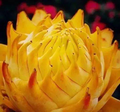 花竟然|稀世奇花终于开了！