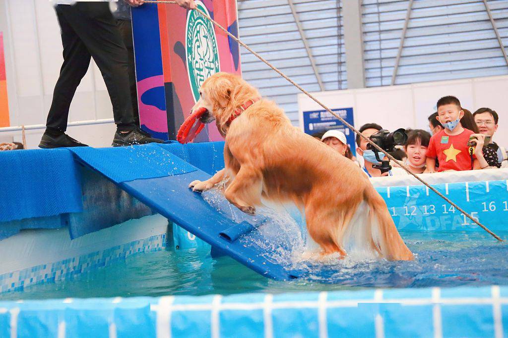 上海:cku宠物犬趣味跳水游泳大赛举办