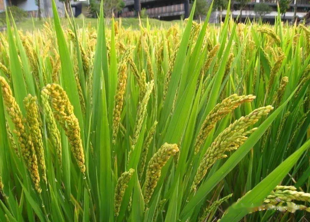 早稻增产奠定全年粮食丰收基础_种植