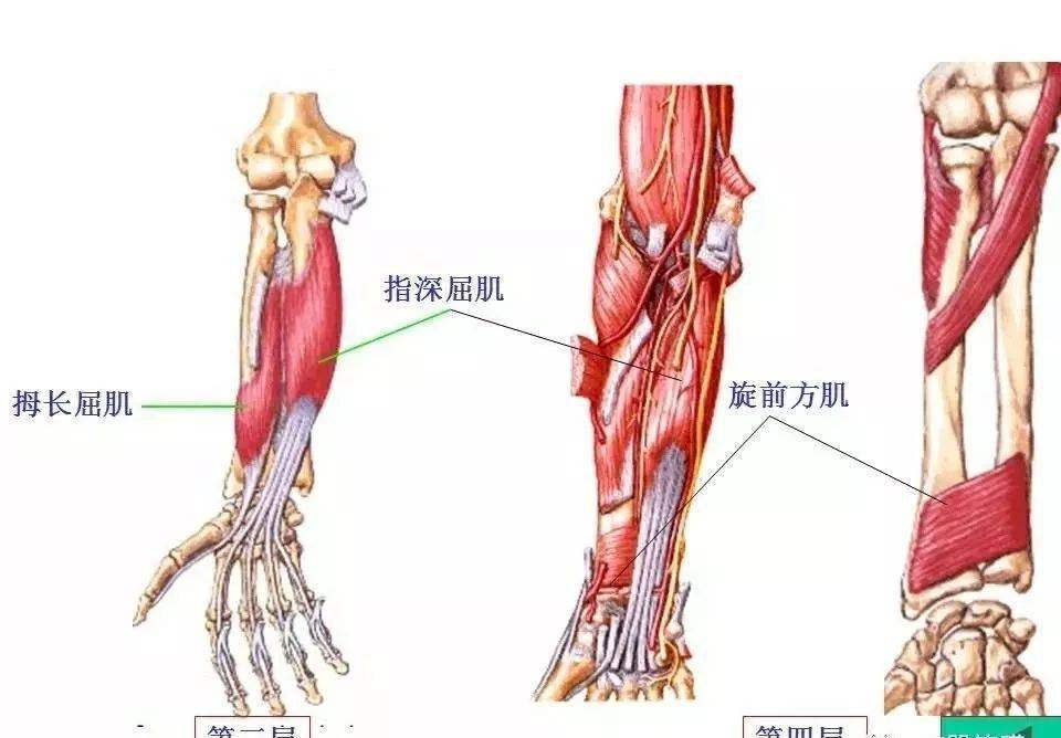 肌肉解剖图谱高清彩图