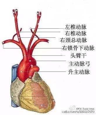 主动脉弓解剖示意图