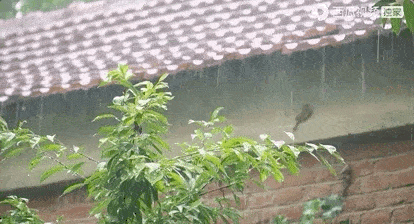 李子柒|第二个李子柒！95后女孩毕业为父变“网红”， 218W粉丝在线催更：越真实，越治愈