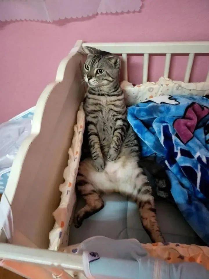 肥肥的猫 06d599f4593445209de475b81af9f4be.jpeg