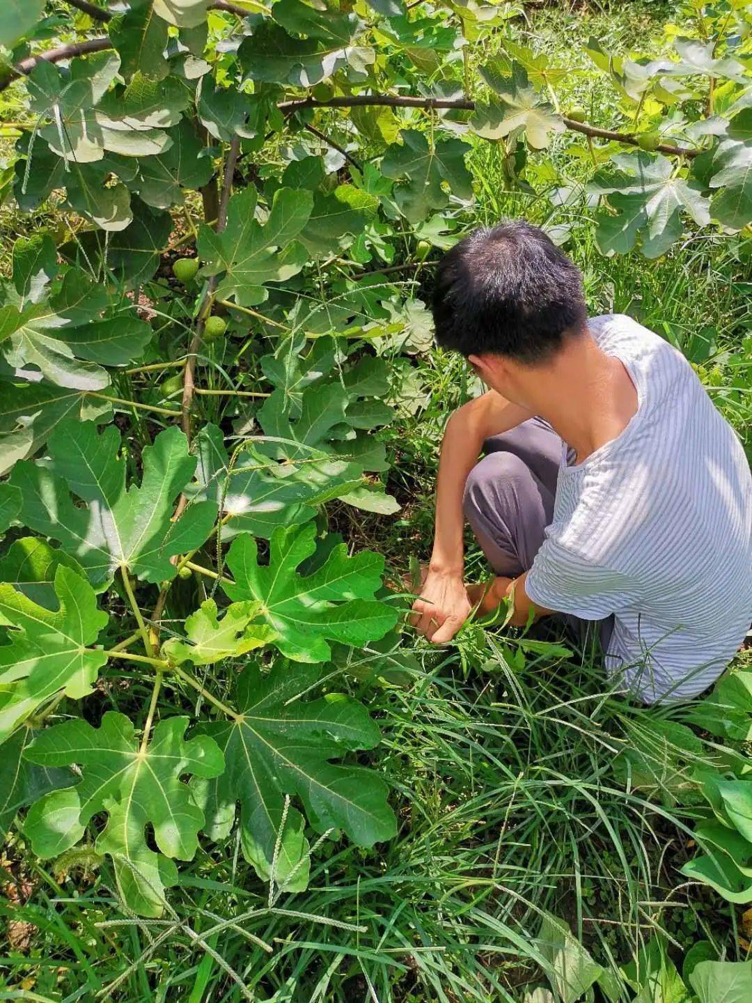 菱角镇菱角村有多少人口_菱角是多少度