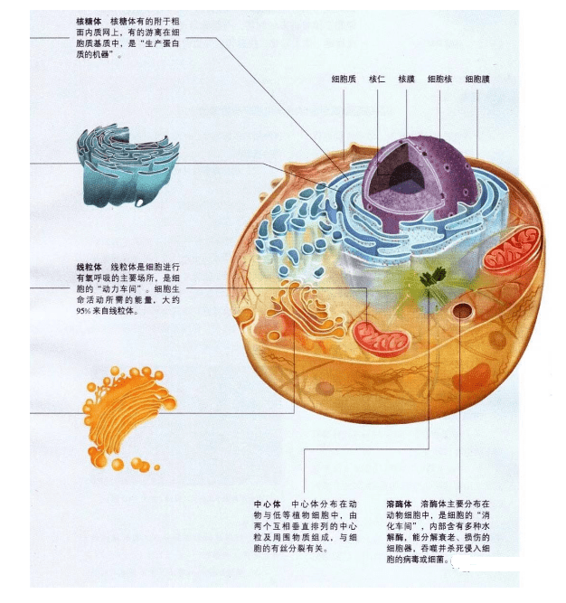 干货| 生物高考中那些高频的细胞结构知识点，考生必看~_手机搜狐网