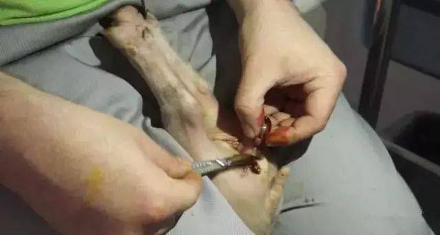 5,分离睾丸:扯出一小部分精索以及阴囊系带,直接用刀割断.