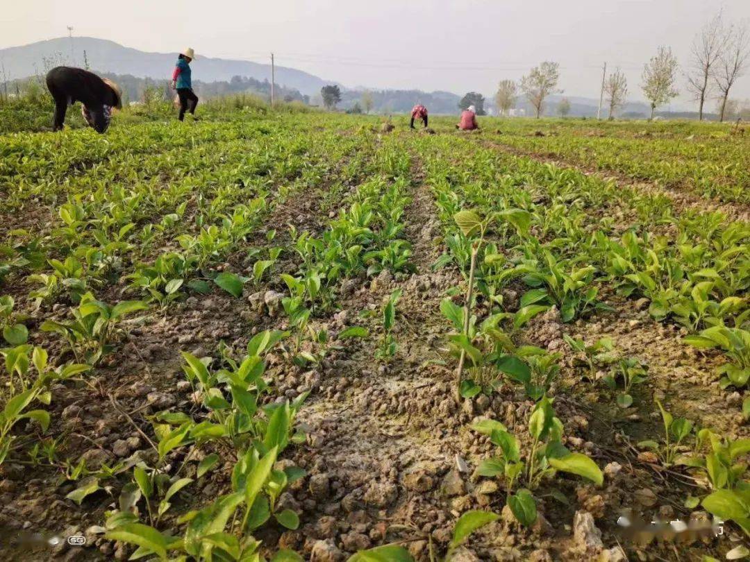 中草药种植基地 d4b26d99eb574b24b5a5d626cb89252c.jpeg