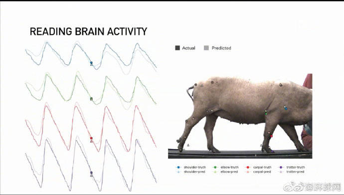 新进展|马斯克展示脑机接口新进展：植入猪脑，硬币大小，无线传输