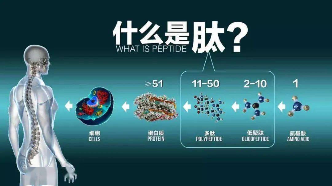 小分子活性肽,对健康具有强大的调理作用.