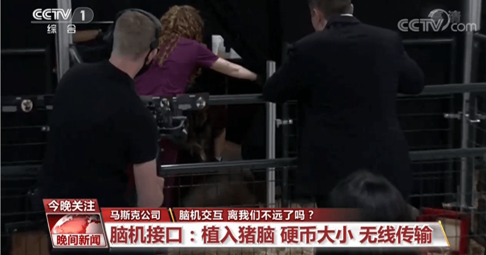 马斯克|头皮发麻！马斯克带小猪演示脑机接口新成果 为何必须“侵入”大脑？