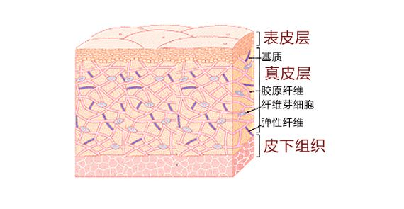 损伤|【医学前沿】无需缝合，自动降解 新型人造皮肤破解大面积损伤修复难题