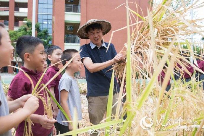 谷子|重庆开学第一课老师带小学生打谷子