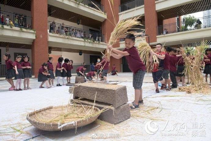 谷子|重庆开学第一课老师带小学生打谷子