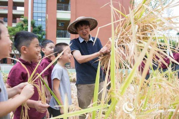 青禾|别样“开学第一课”，下田“打谷子”！