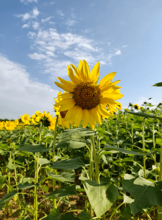 秋季大片就在这诞生秦皇岛的向日葵花海一望无际