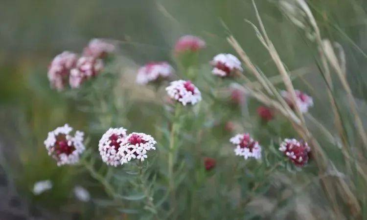 坡花坡草什么意思 40ec99e5fb4c4e2c8932176440476f97.jpeg