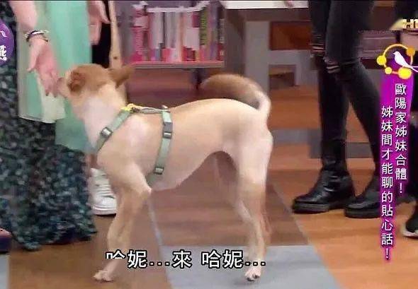 娜娜|王源终于认定欧阳娜娜,公开表白太甜了!