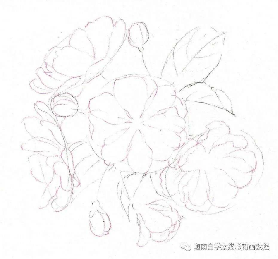 彩铅画:逆光下的海棠花,真美!