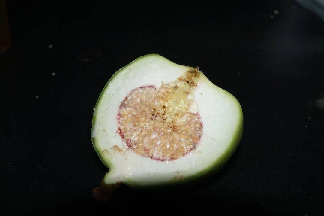 的小花生于肉质壶形花序托内壁,也称隐花果,这一点与常见的无花果相同