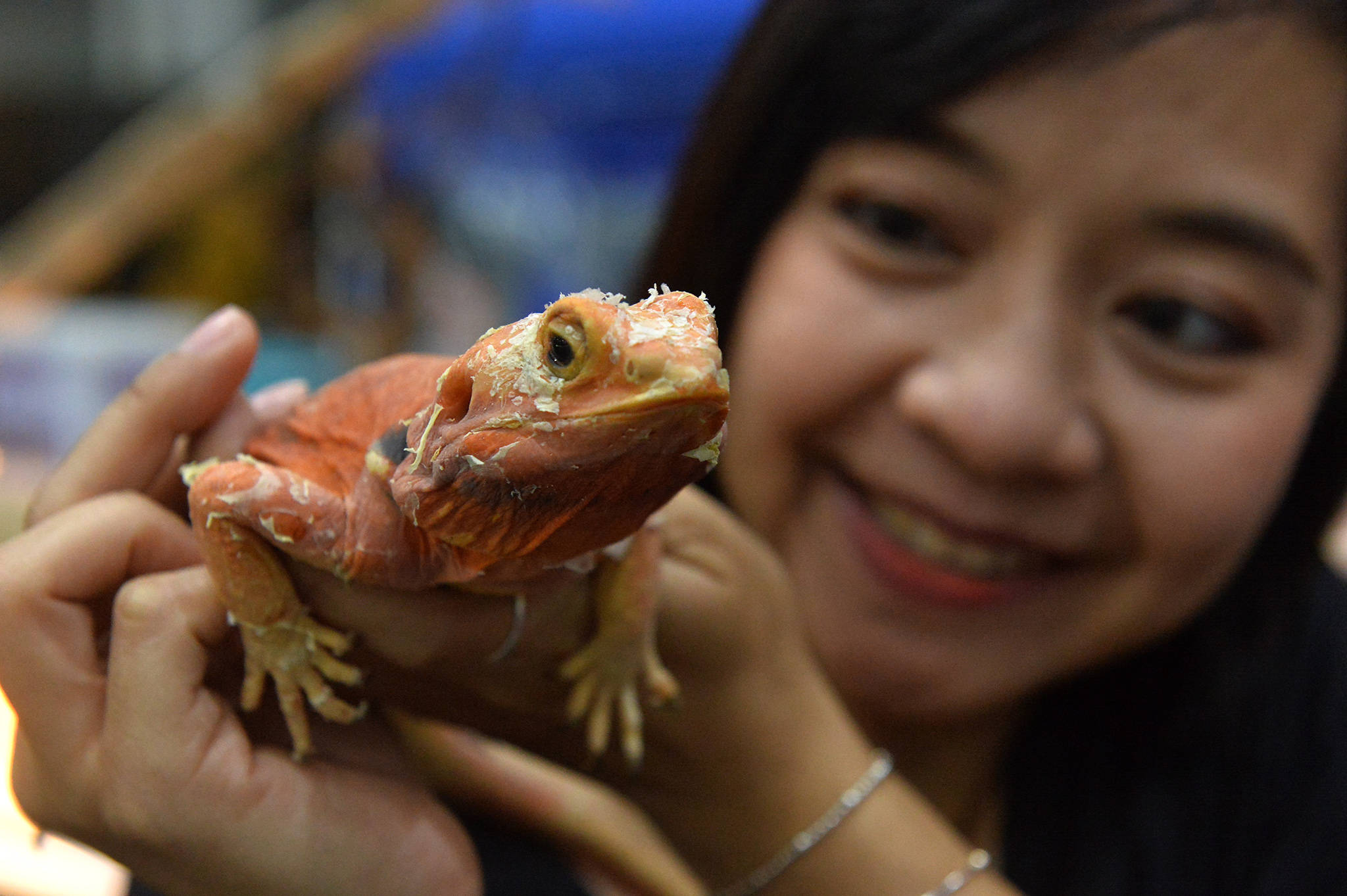 9月3日,一名女士在曼谷举行的泰国宠物博览会上展示一只宠物蜥蜴.