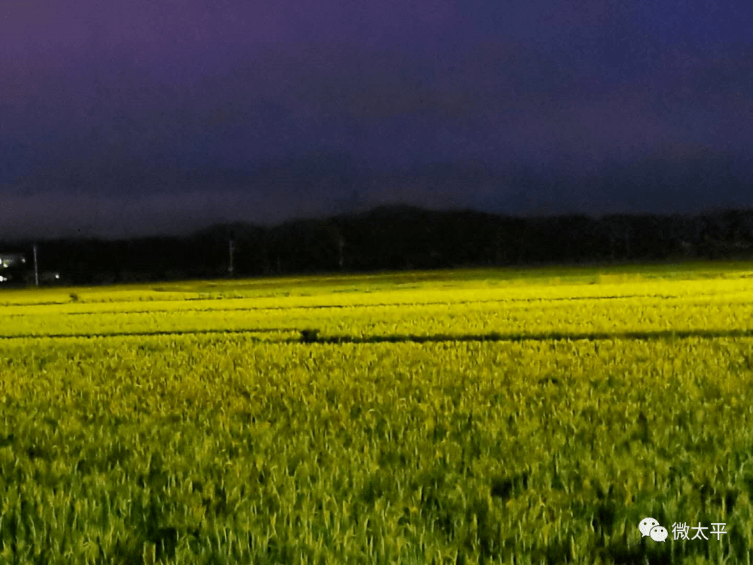 车窗外的风景,晚饭后骑车锻炼路过这片田野,突然发现月光下稻田黄了