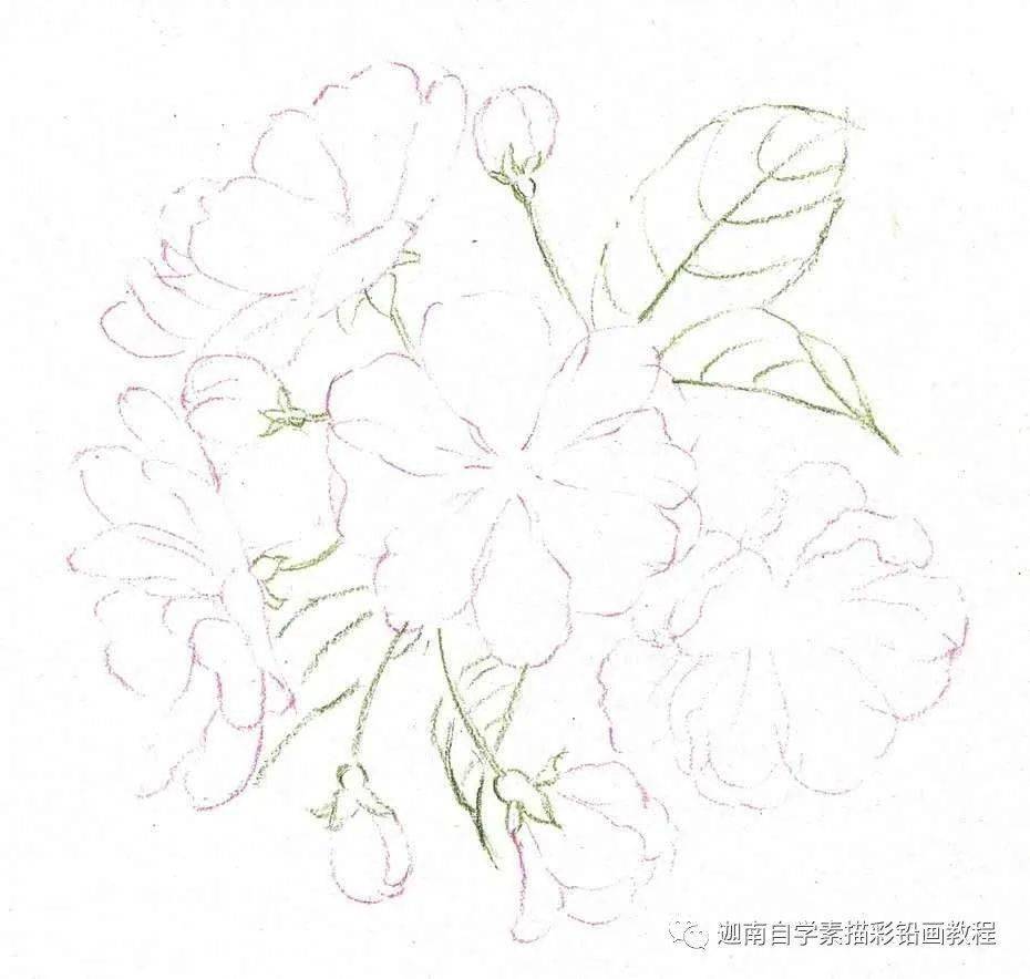 彩铅画:逆光下的海棠花,真美!