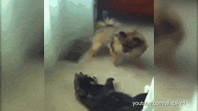 3b9618d4fe474fe99614ddf957922492.gif