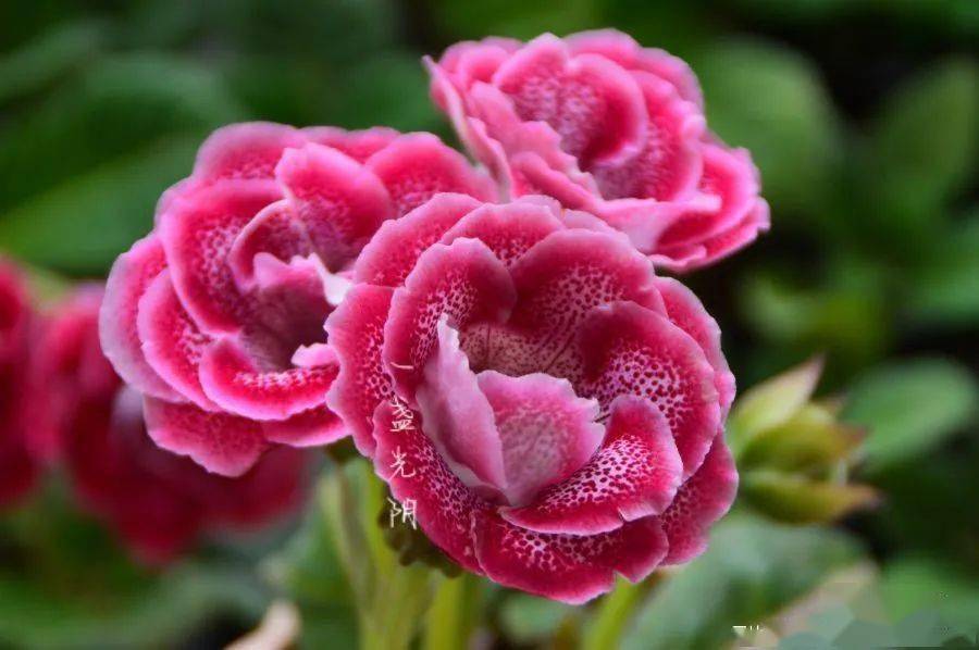 花开花落,暑去秋来~2020夏日大岩桐