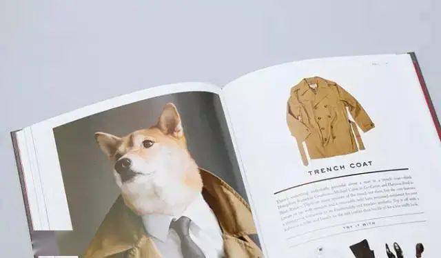 时尚|家住纽约、年仅四岁、年入百万？！？柴犬Bodhi实乃狗中富贵花