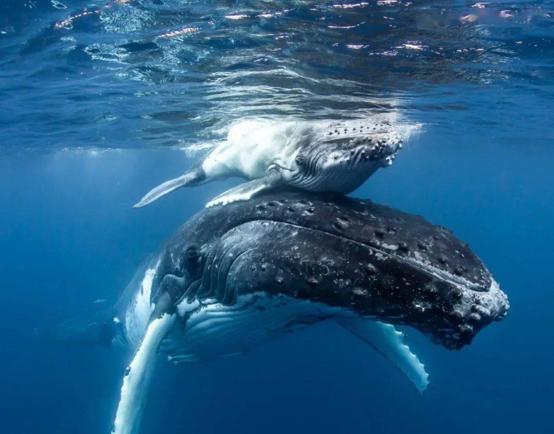 东加的座头鲸宝宝 - 堆糖，美图壁纸兴趣社区
