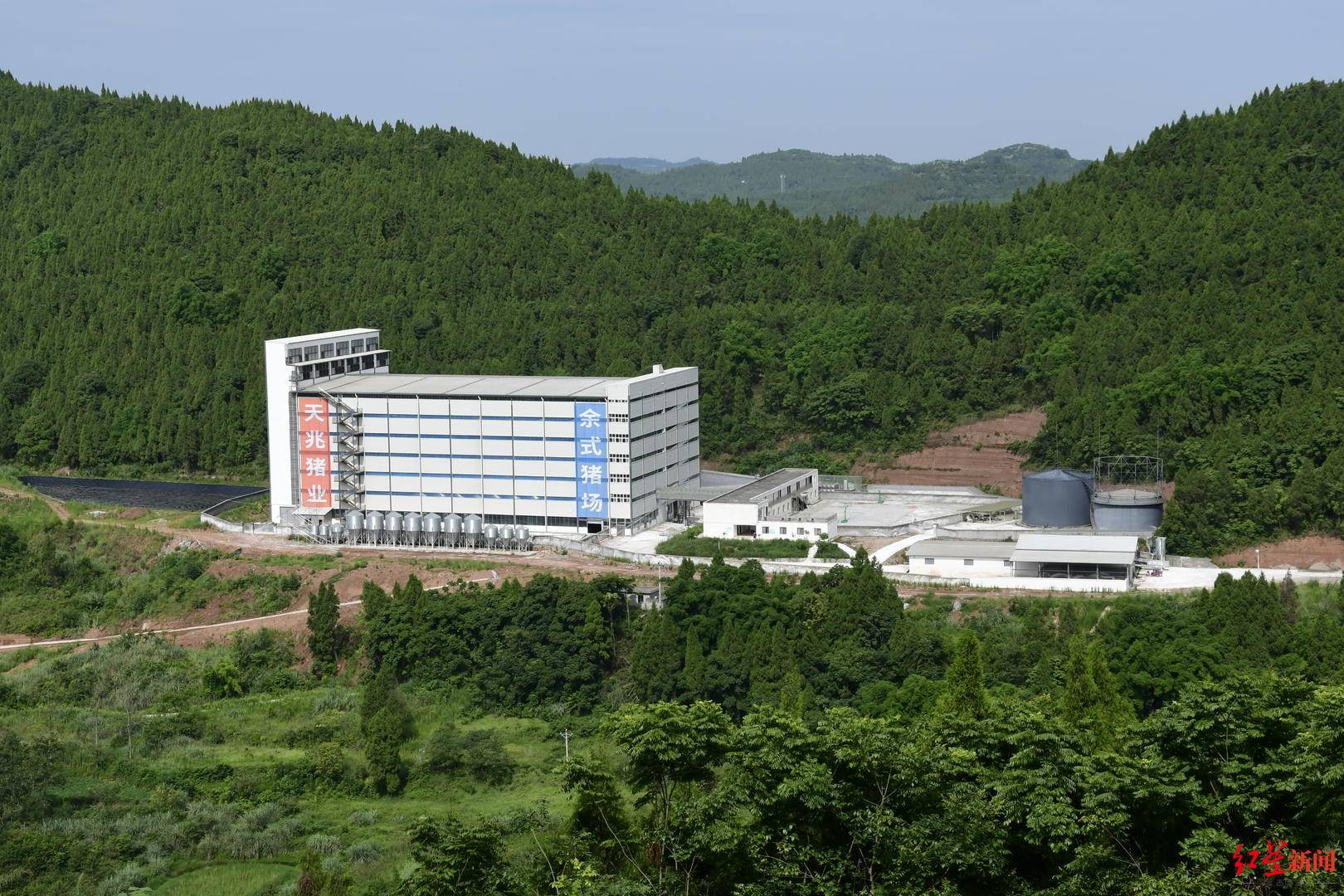 金字塔|九成仔猪姓“洋” ，破题金字塔顶端之困，“猪芯片”路在何方？