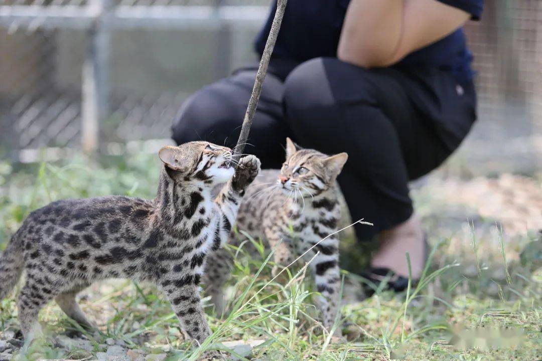 我省首例野生豹猫幼崽饲养成功案例临海籍豹猫长大了夫婿即将上门