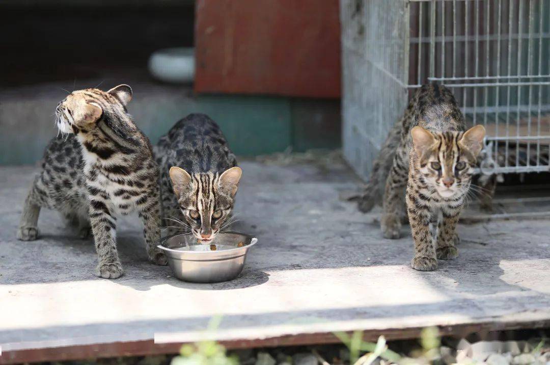 我省首例野生豹猫幼崽饲养成功案例临海籍豹猫长大了夫婿即将上门