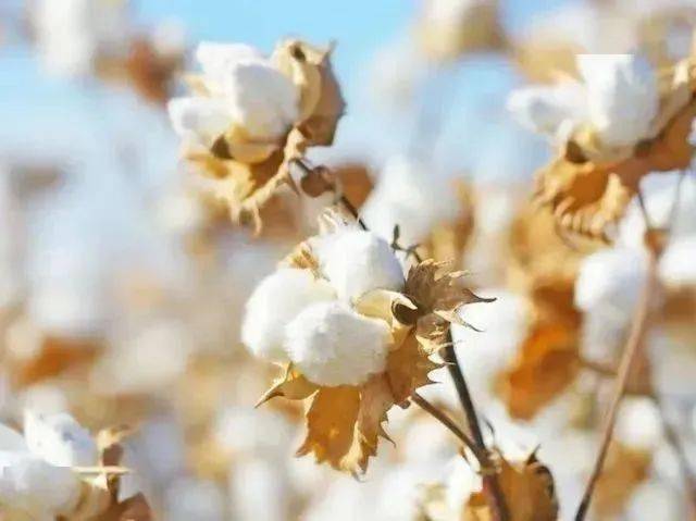 真丝|众筹丨高级美感英式床品,把浪漫的紫藤花园“搬”进卧室