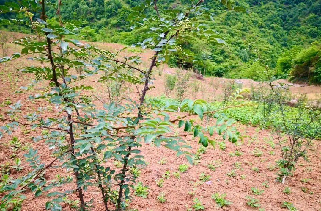 花椒适合什么季节种 d7299cbae988434583dff1ee0b8e4db5.jpeg