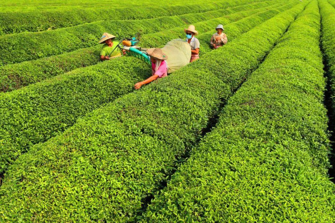 时节|露从今夜白