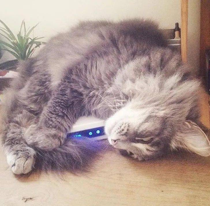 我是猫猫小说 2e713a07e6ca4e7a958f82296f4a7a53.jpeg