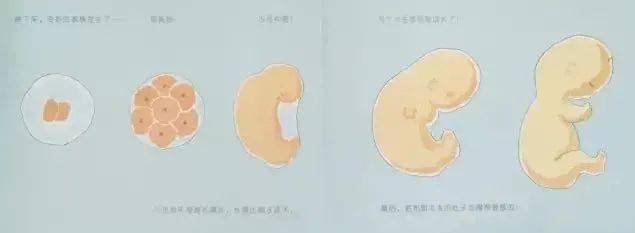 长得比卵子还大有个小生命开始成长了奇妙的事情发生了小威越靠越近