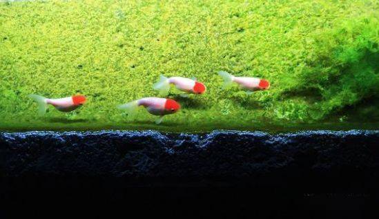 怎么养鱼不掉鳞 c911dae8568440d0b84cad3523d7df24.jpeg