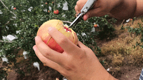 3344cb8f51c340ab9244b874f5ba9ef8.gif