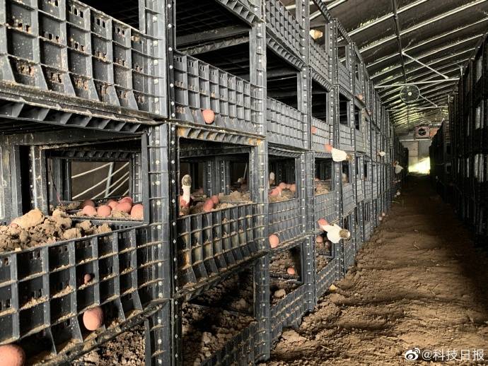 科技菌|一批批“科技菌”从大山里直供粤港澳大湾区