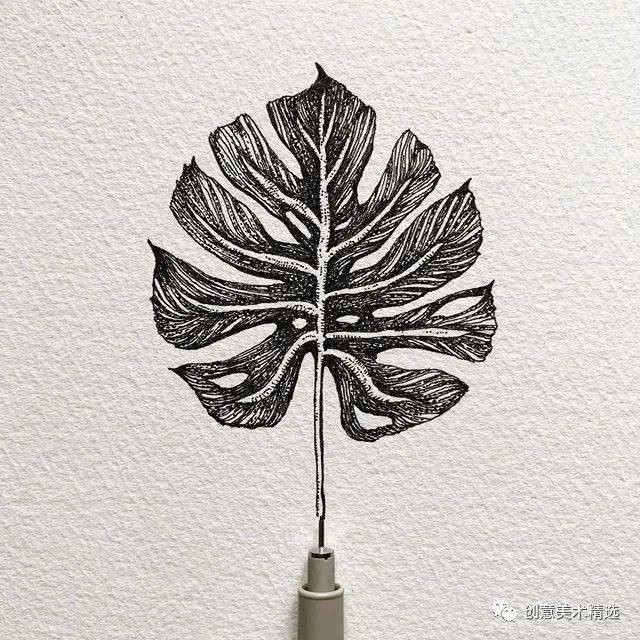植物主题针管笔作品,这组作品运用了综合表现的方法,并结合了素描光影
