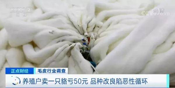 养殖户|曾经2万元一件的皮草如今7000 为啥卖不上价了？