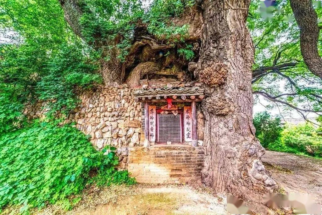 瓦屋村的这棵千年古槐