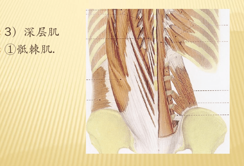 腰骶部解剖及手法应用